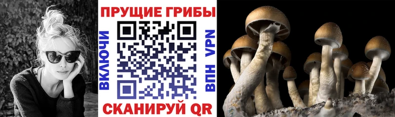 MEGA ONION  Чегем  Псилоцибиновые грибы прущие грибы  закладка 